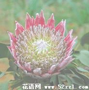 余姚帝王花（菩提花）的花语