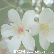 余姚油桐花的花语