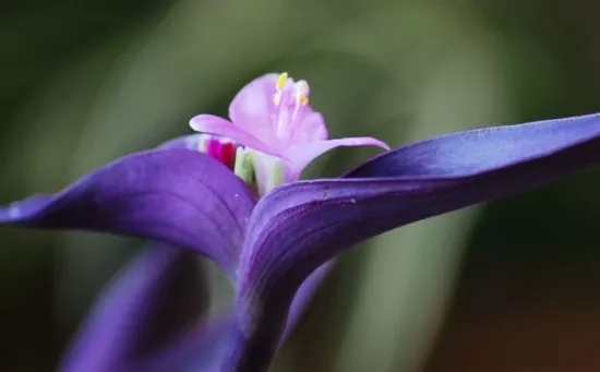 余姚兰花花语、玉兰花花语是什么？适合送什么人？