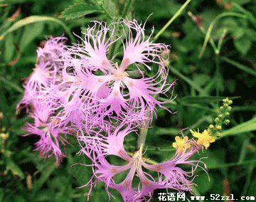 余姚瞿麦的花语