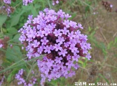 余姚百里香（麝香草）的花语