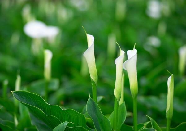 余姚海芋花的花语是什么