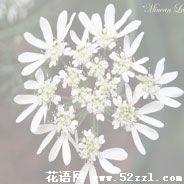 余姚蕾丝花的花语