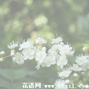 余姚珍珠梅的花语