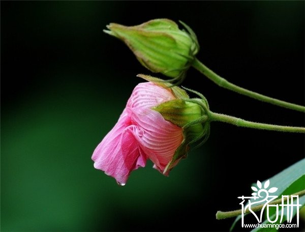 余姚芙蓉花花语是什么，贞操/纯洁/纤细之美