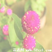 余姚千日红的花语