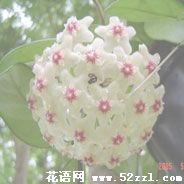 余姚球兰的花语