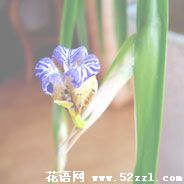 余姚孔雀兰的花语