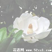 余姚广玉兰（荷花玉兰）的花语