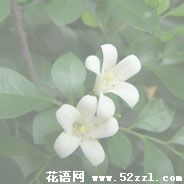 余姚九里香的花语