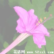 余姚胭脂花的花语