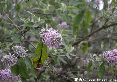 余姚密蒙花的花语