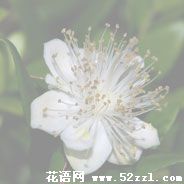 余姚香不桃的花语