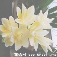 余姚香雪兰（小苍兰）的花语