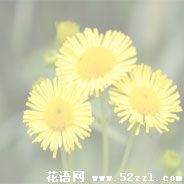 余姚六月菊的花语