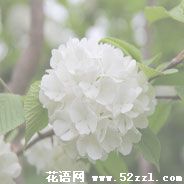 余姚琼花（蝴蝶花）的花语