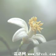 余姚柠檬花的花语