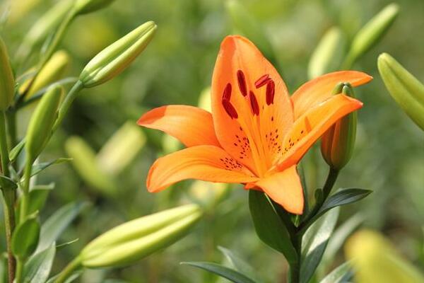 余姚百合花花语是什么，代表着美好的家庭和伟大的爱