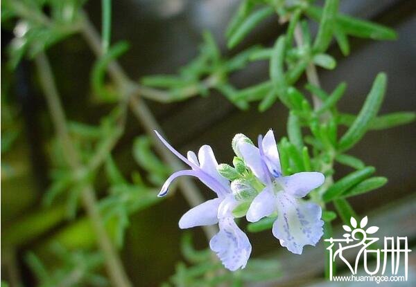 余姚迷迭香的花语是什么 留住美好的回忆