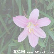 余姚韭菜兰的花语