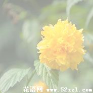 余姚棣棠花的花语