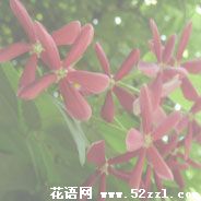 余姚使君子（留球子）的花语