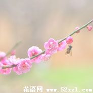 余姚梅花的花语