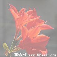 余姚火花兰的花语