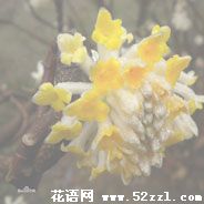 余姚打结花（黄瑞香）的花语