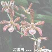 余姚花蜘蛛兰的花语