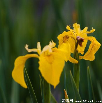 余姚小鸢尾花（明黄色）的花语