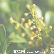 余姚米兰花的花语