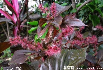 余姚红桑花（铁苋菜）的花语