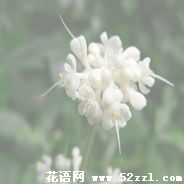 余姚杜若花的花语