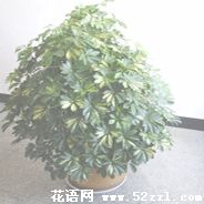 余姚鹅掌柴的花语