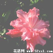 余姚杜鹃花的花语