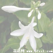 余姚晚香玉（夜来香）的花语