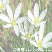 余姚葱兰的花语