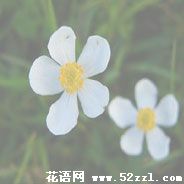 余姚银莲花的花语