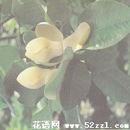 余姚优昙花（山玉兰）的花语